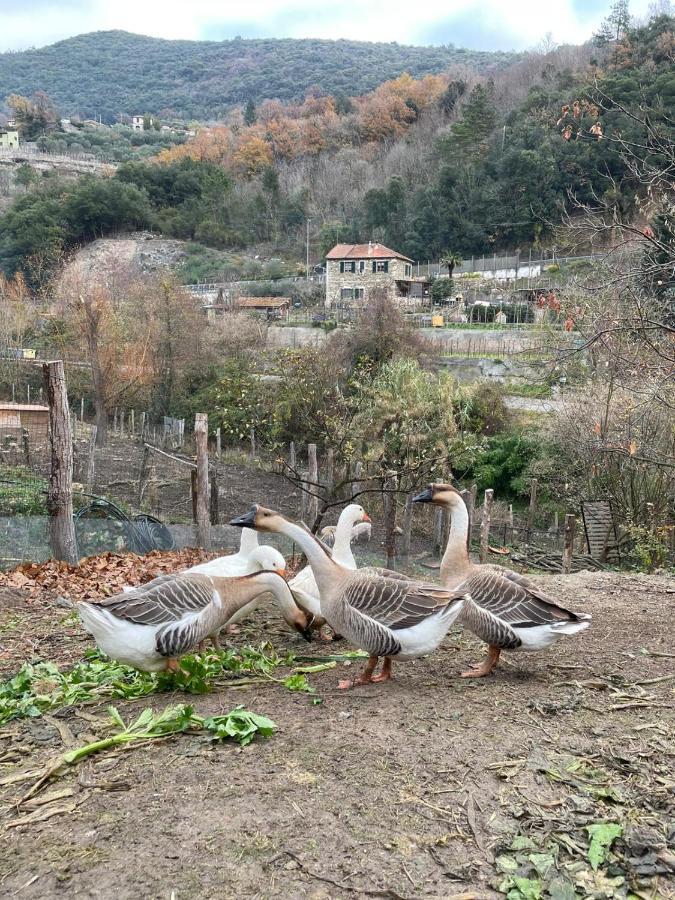 Hotel Agricamping Le Terrazze Orco Feglino Exteriér fotografie
