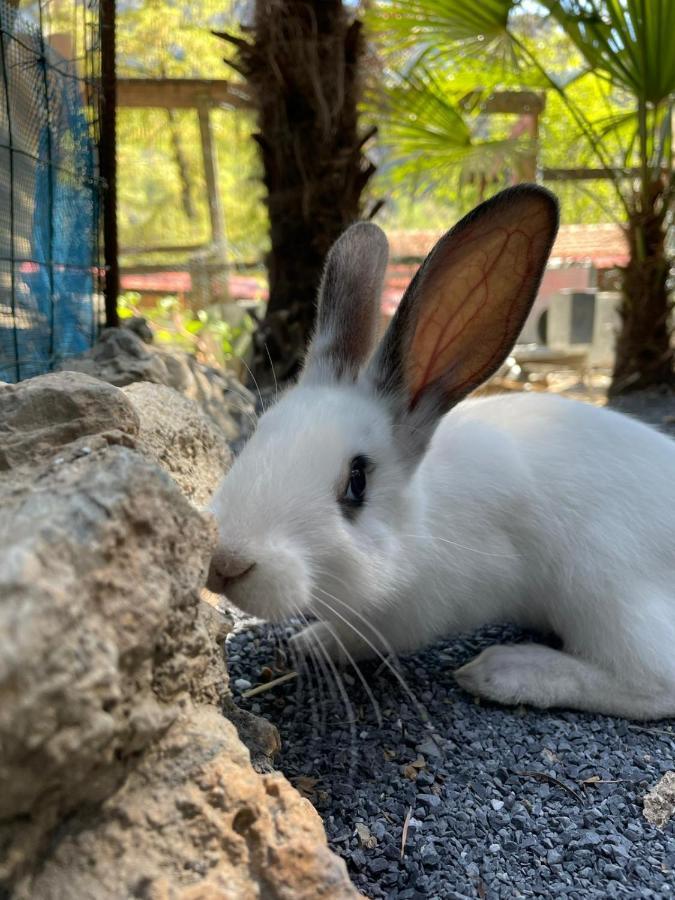 Hotel Agricamping Le Terrazze Orco Feglino Exteriér fotografie