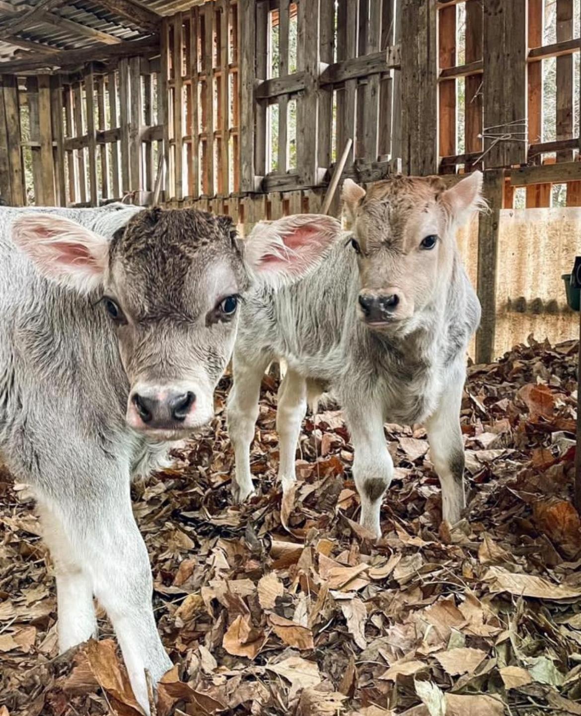 Hotel Agricamping Le Terrazze Orco Feglino Exteriér fotografie